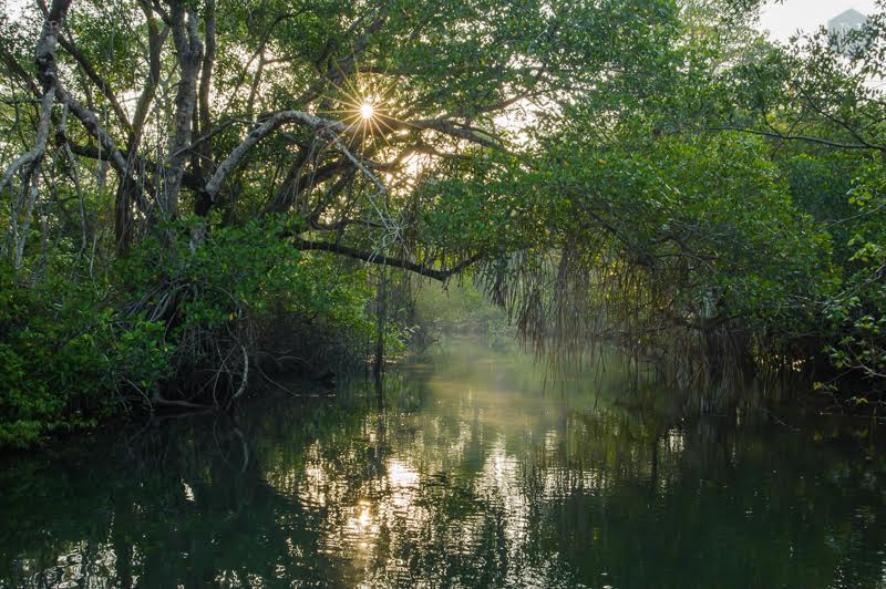 Sun rises in the mangrooves of Los Tuxtlas Biosphere Reserve. Veracruz, Mexico.