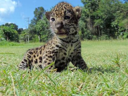 jaguares2