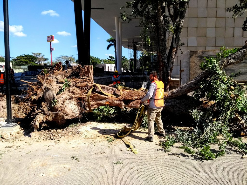 árbol rescatado en centro de congresos mérida