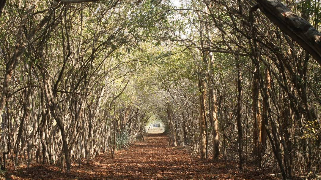 Camino del Mayab proyecto creativo de turismo ecológico alternativo