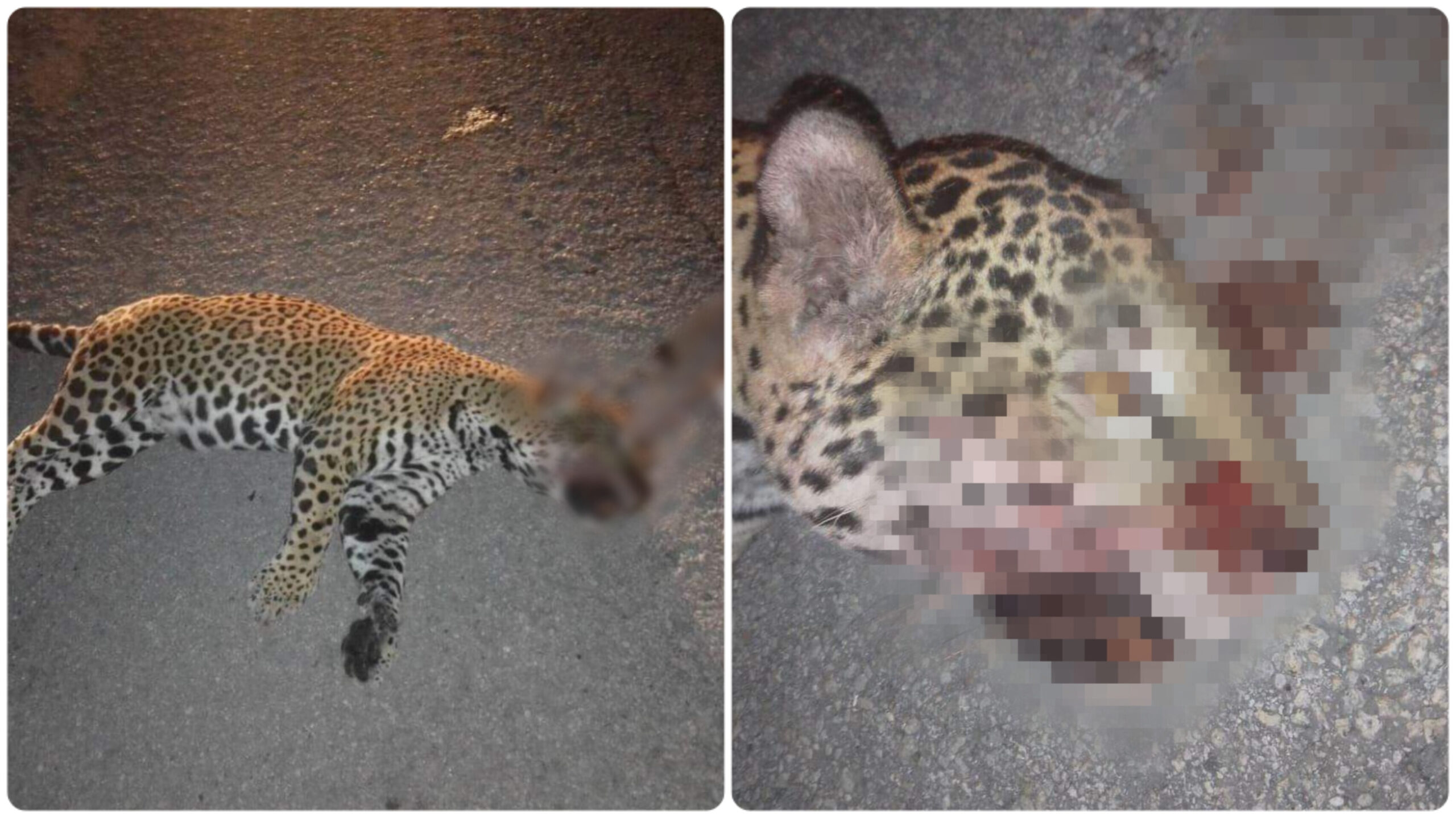 Indigna Muerte De Jaguar En Carretera De Playa Del Carmen Lectormx