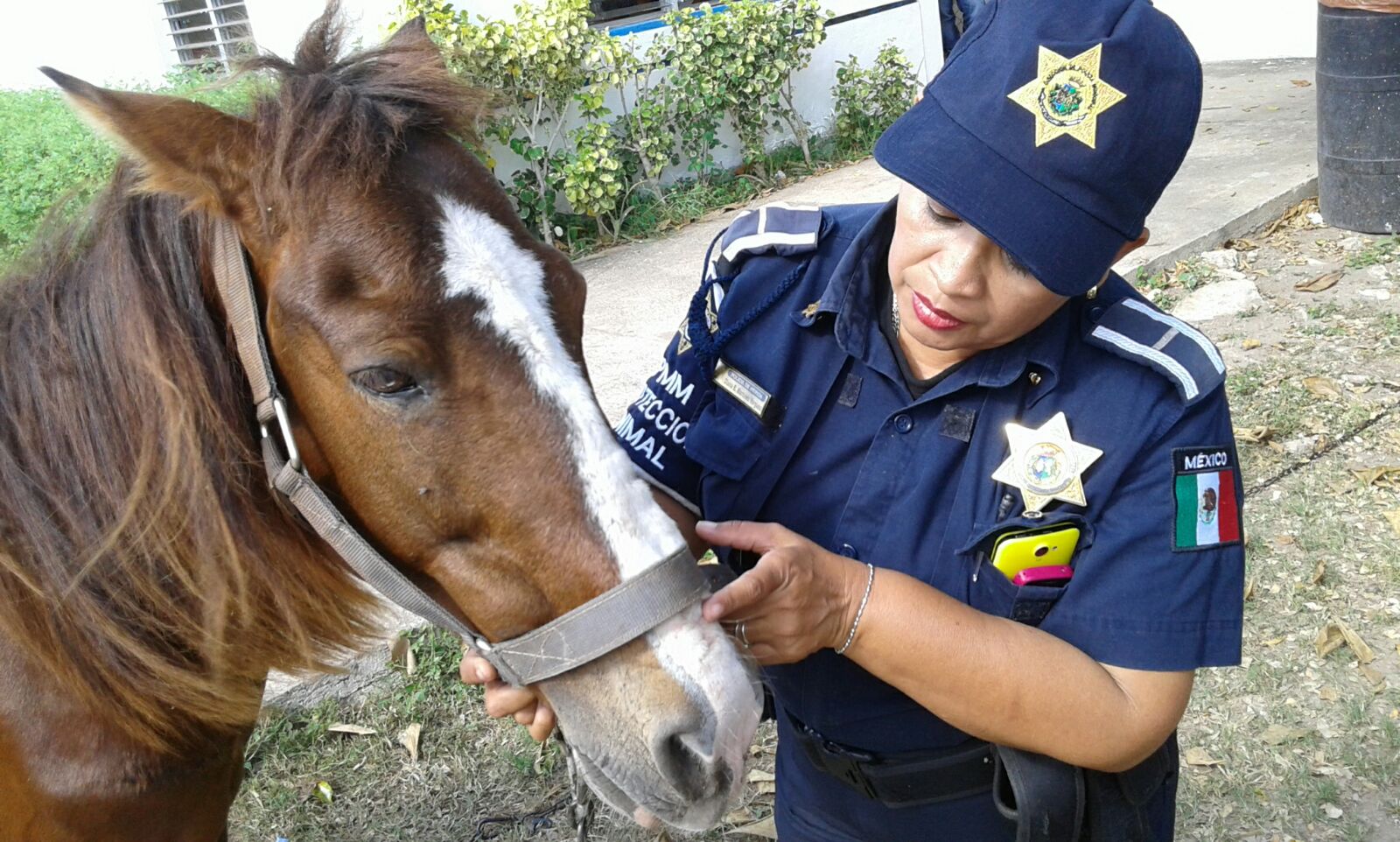 En recuperación caballo “tierrero” rescatado en Mérida