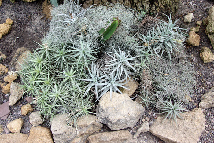 La rara especie del desierto que se alimenta de neblina