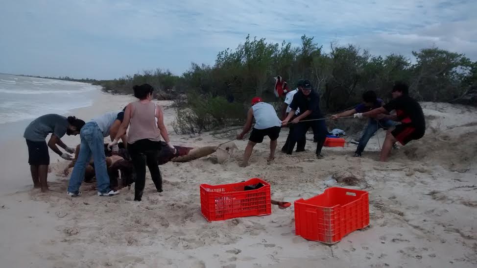 Recala cachalote muerto en playa de Yucatán