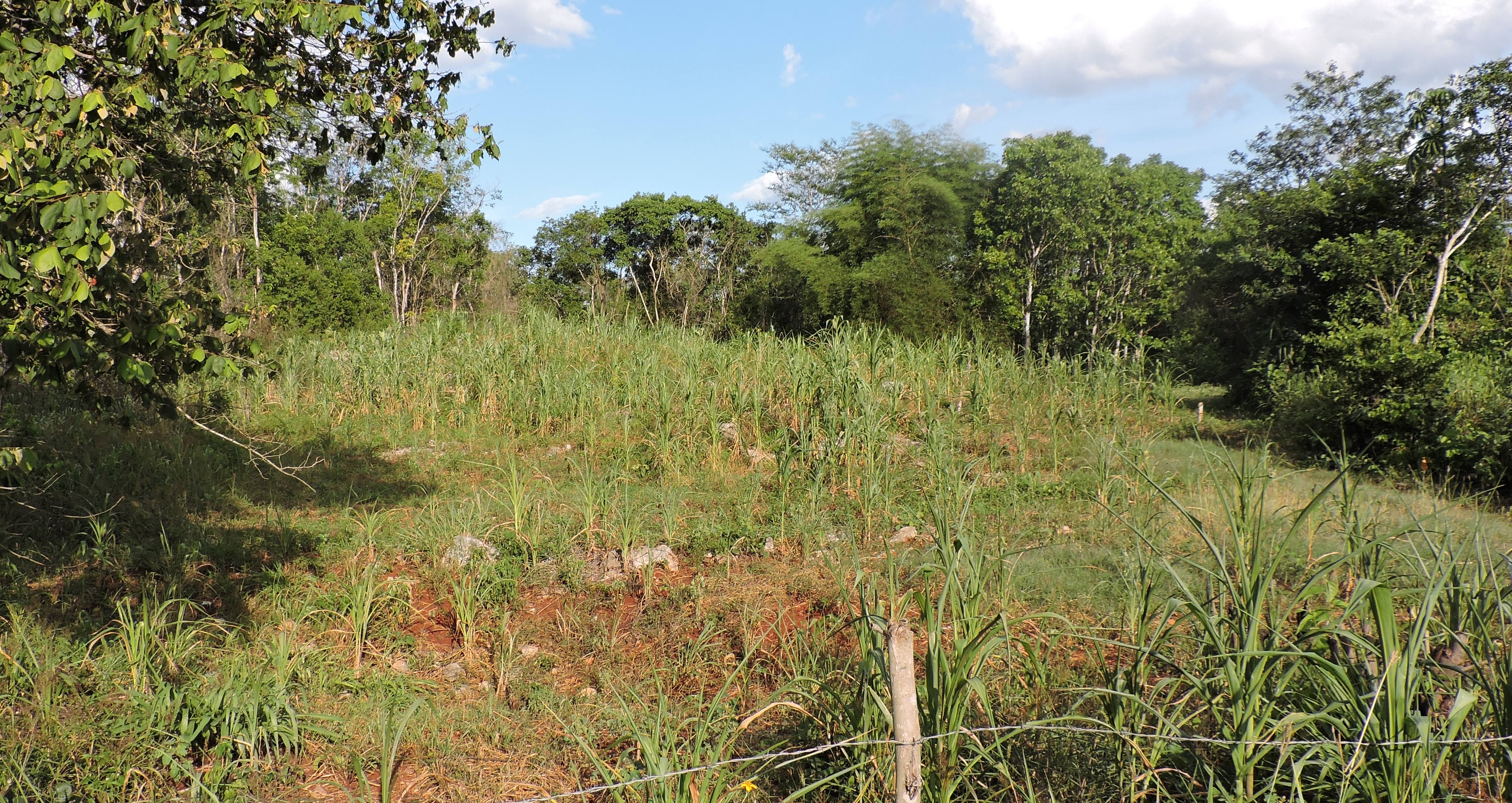 Agronomía y la cultura maya