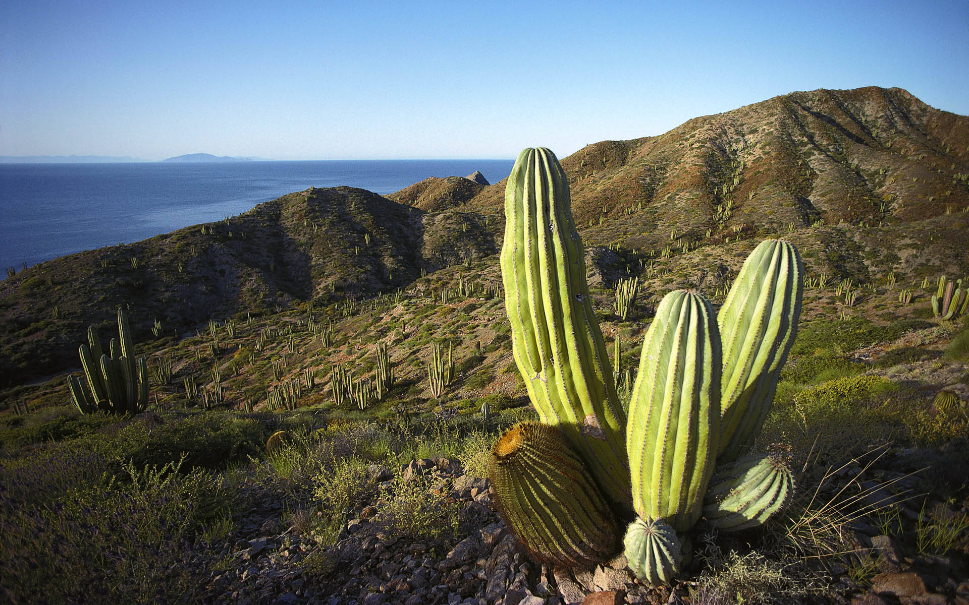 En peligro de extinción más de 30 especies de cactus en el mundo