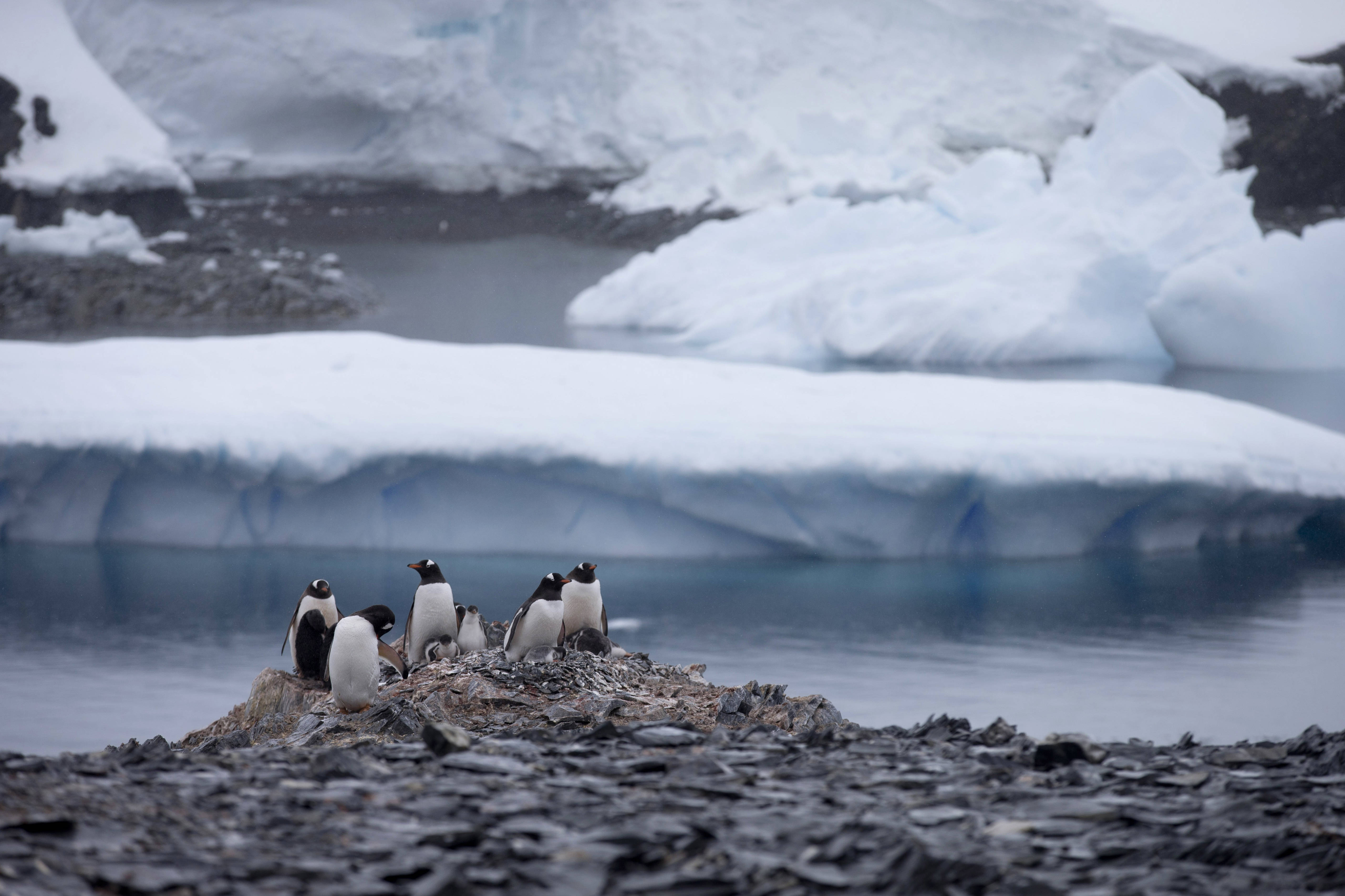 Mueren más de 150 mil pingüinos de la Antártida