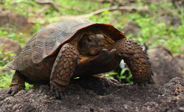 Descubren nueva especie de tortugas en desierto de Sonora y Sinaloa