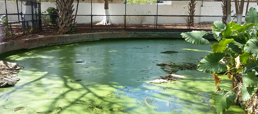 Quita Profepa cocodrilos a mini zoo de Mulsay, Mérida