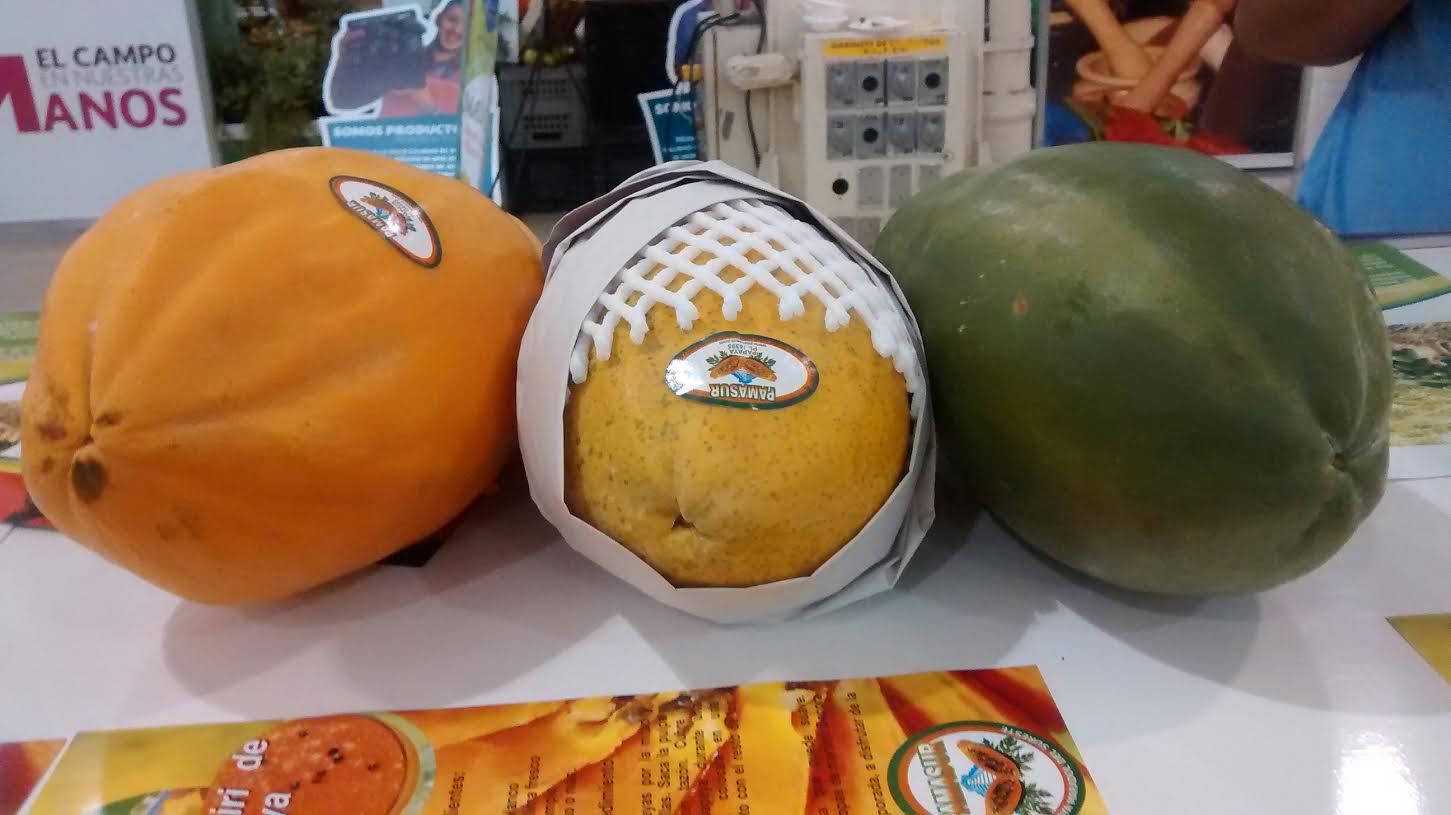 Filón para productores yucatecos de papaya