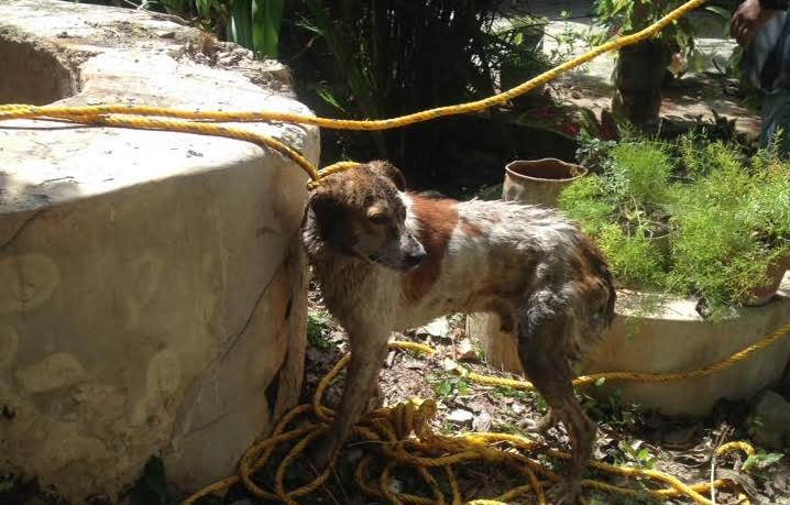 Protección Civil rescata de pozo a perro en Motul