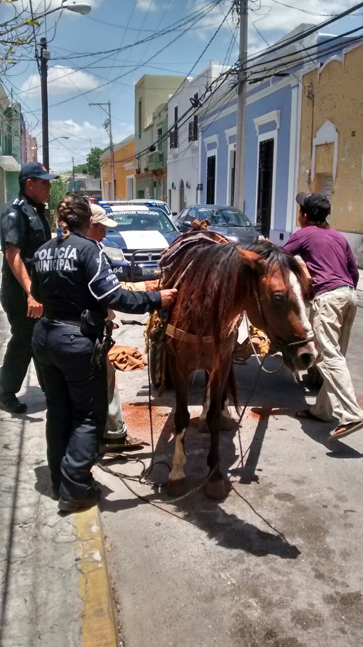 Unidad de Protección Animal rescata a 2 caballos en Mérida