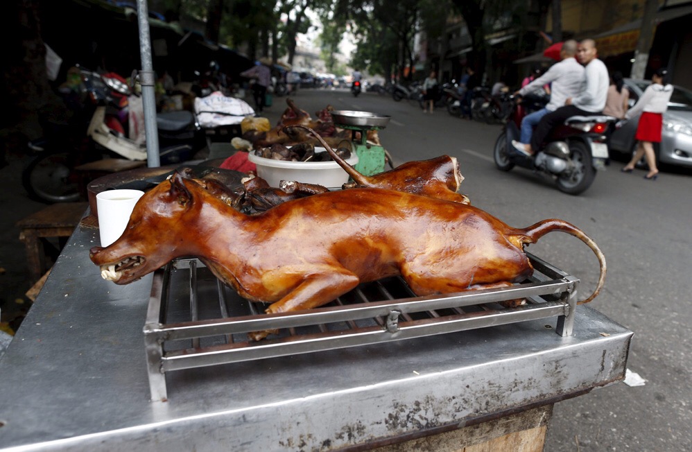 Comienza festival de carne de perro de Yulin pese a protestas
