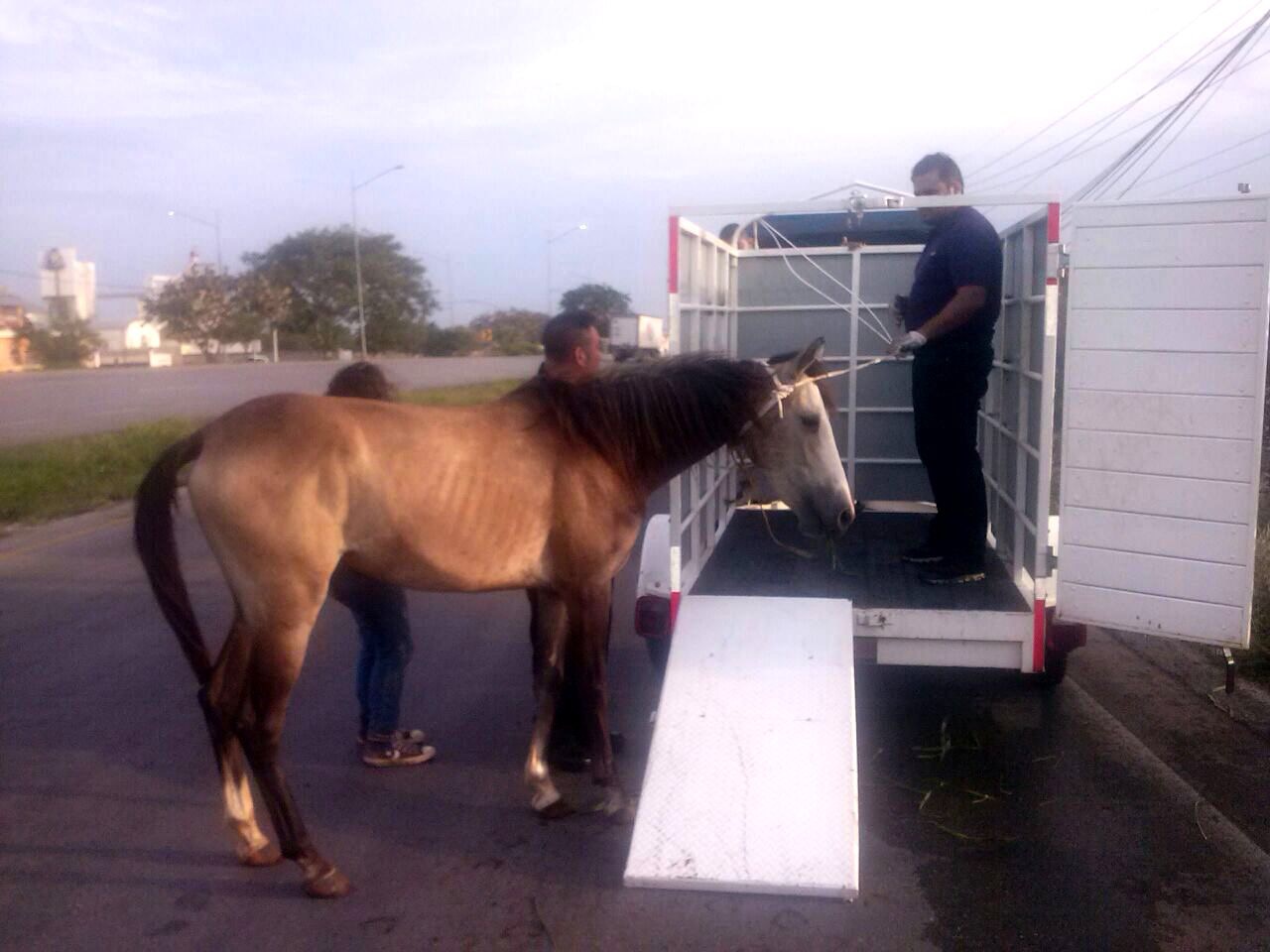 Rescatan a caballo sin dueño en periférico de Mérida