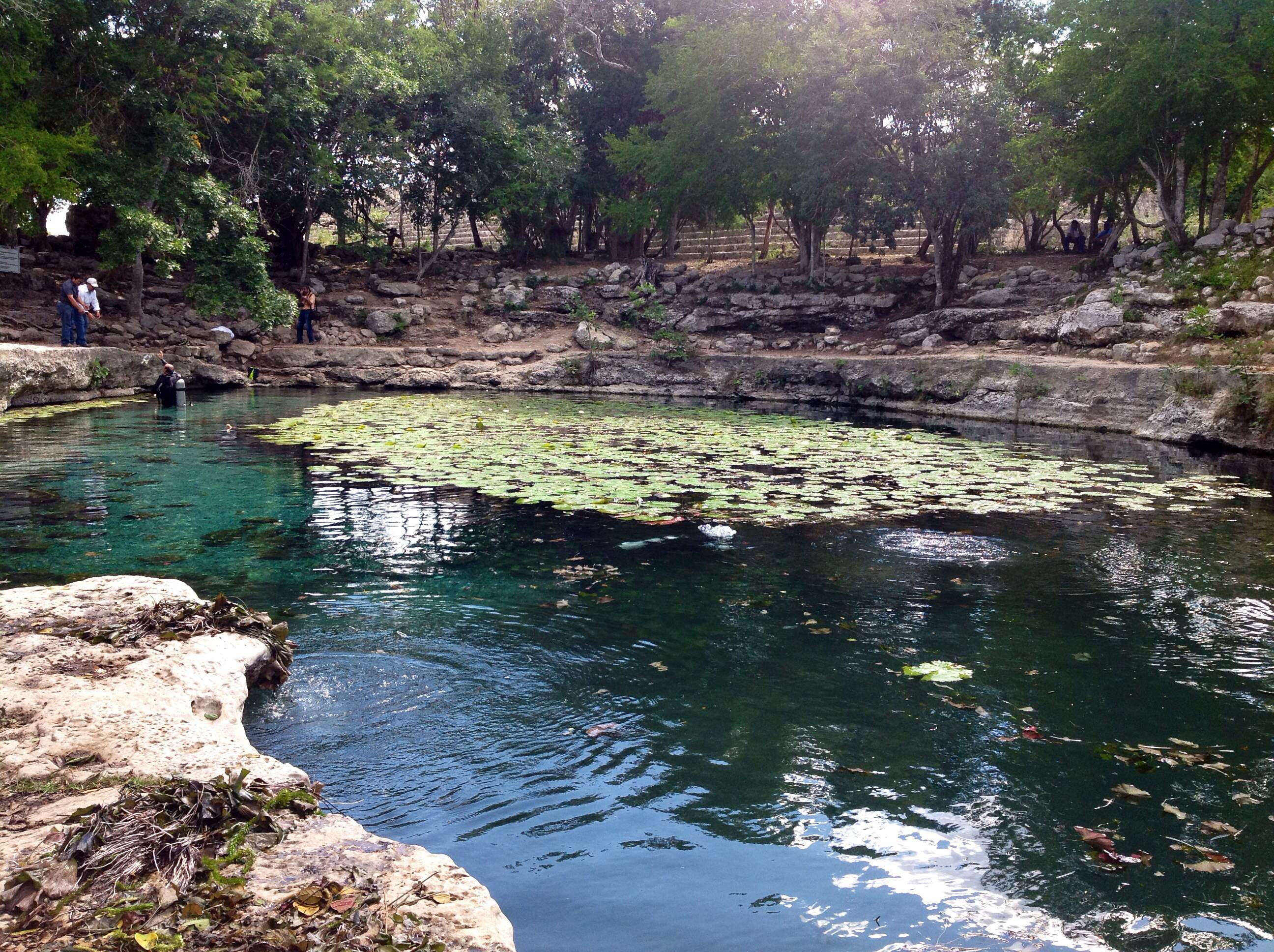 El pez plecostomus, “enemigo” de cenotes