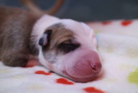 El primer perro clonado de América Latina