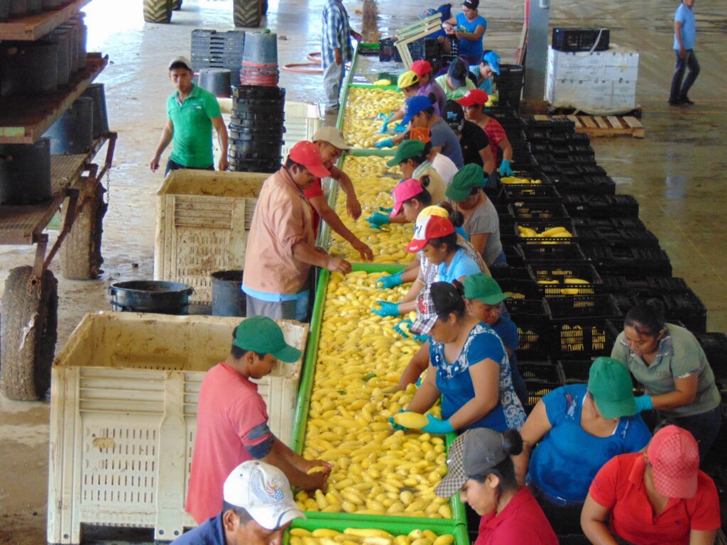Escala producción agrícola de Yucatán en ranking nacional