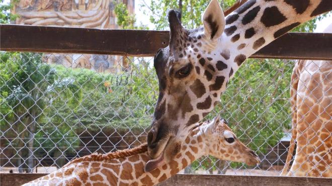 Deficiencia digestiva causó muerte de jirafa en Animaya.- Profepa