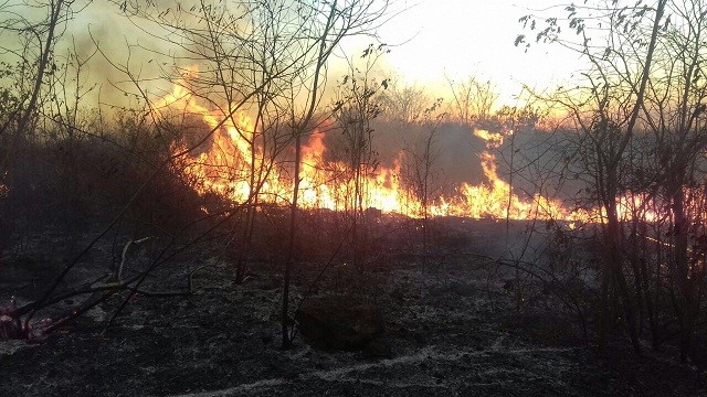 Mayor afectación por incendios forestales