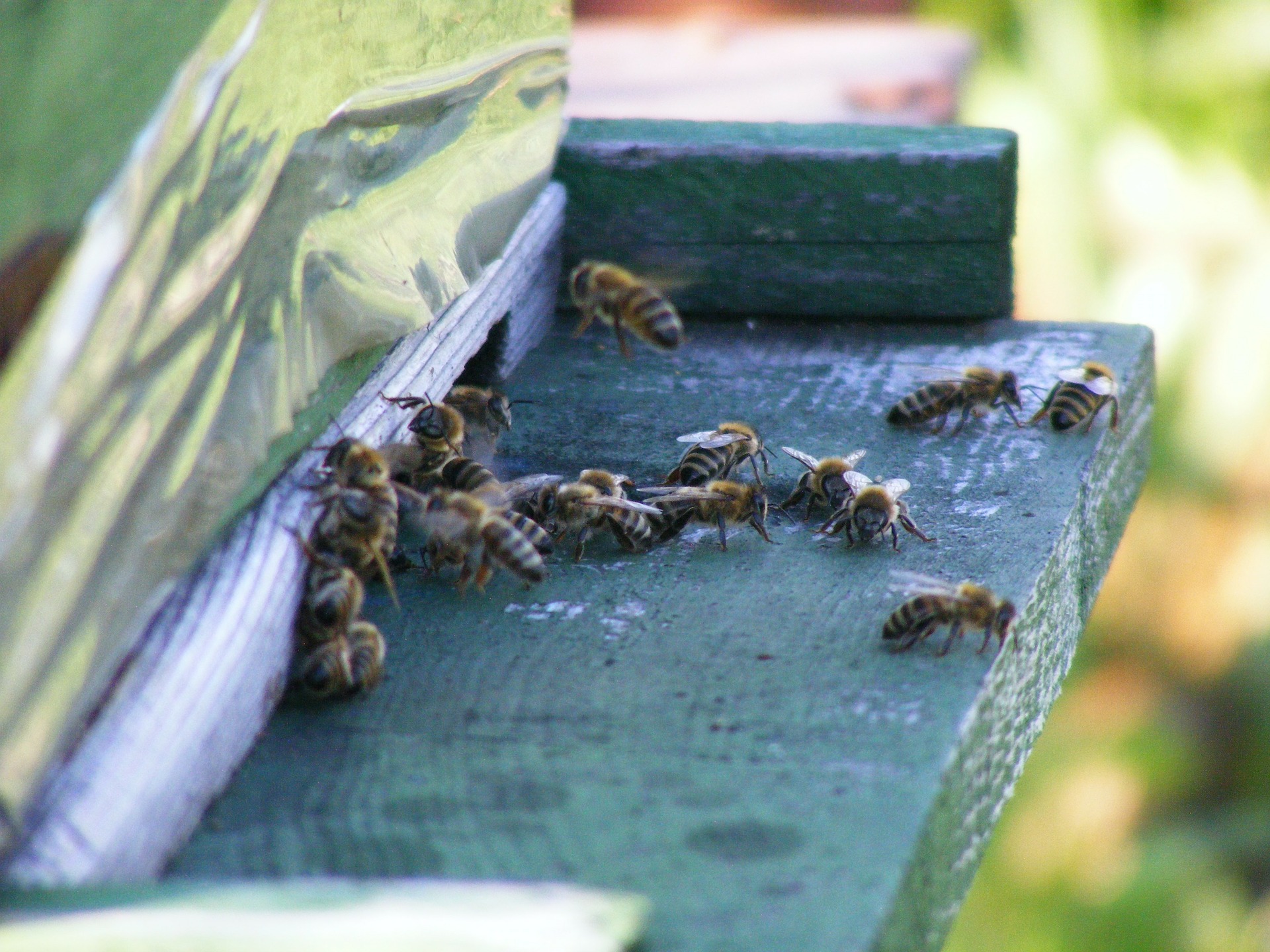 Regresan a Suprema Corte líderes de apicultores mayas
