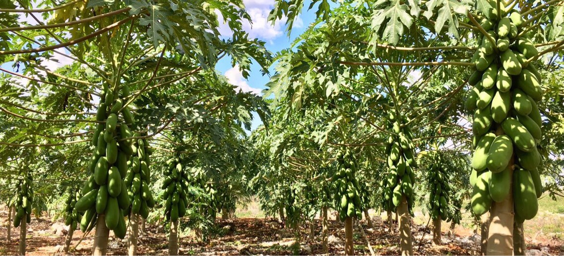 Productores de papaya miran a mercados de Asia y Europa