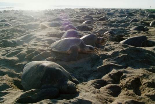 Llegan casi 900 mil tortugas golfina a Playa Morro Ayuta, Oaxaca
