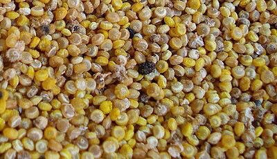 QUINOA (Chenopodium quinoa)