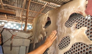 Aseguran pieles de venado de presunta caza furtiva en Yucatán