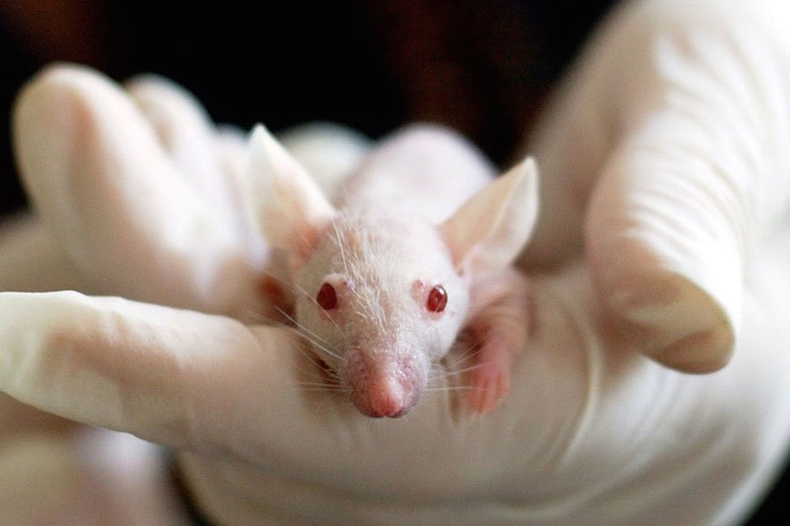 Esperma que duró 9 meses en el espacio, logra producir ratones sanos