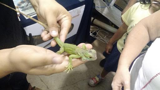 Promueven en Yucatán preservación de reptiles