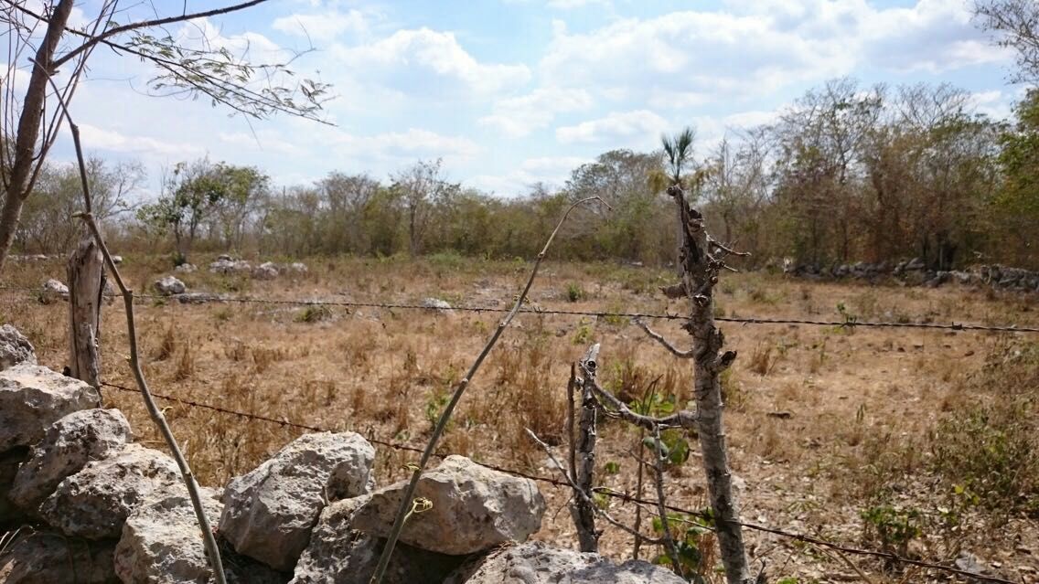 Documentan en Yucatán alteraciones climáticas