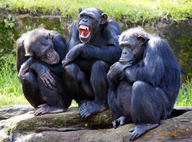 Por qué los chimpancés son más fuertes que los seres humanos