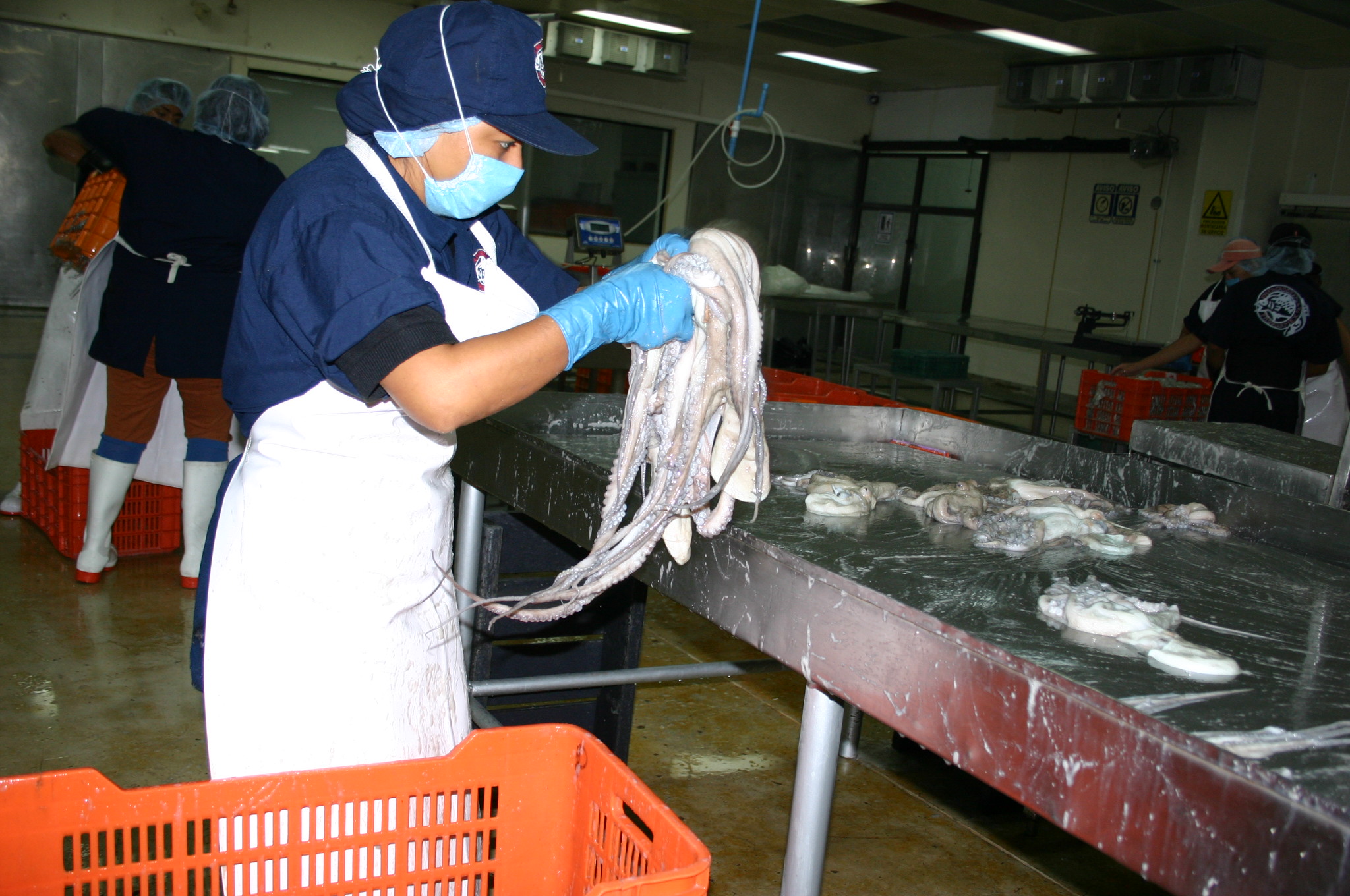 Abre ‘temporada alta’ en sector pesquero yucateco