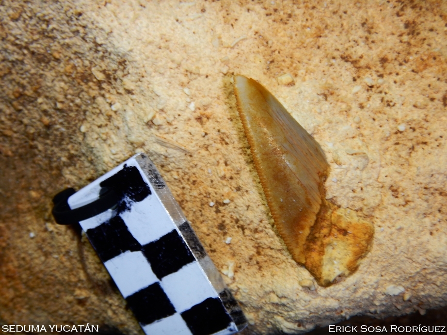 Hallan fósil de tiburón prehistórico en Yucatán