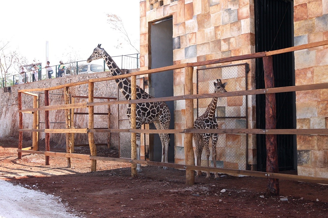 En zoológicos, inquilinos vulnerables a visitantes