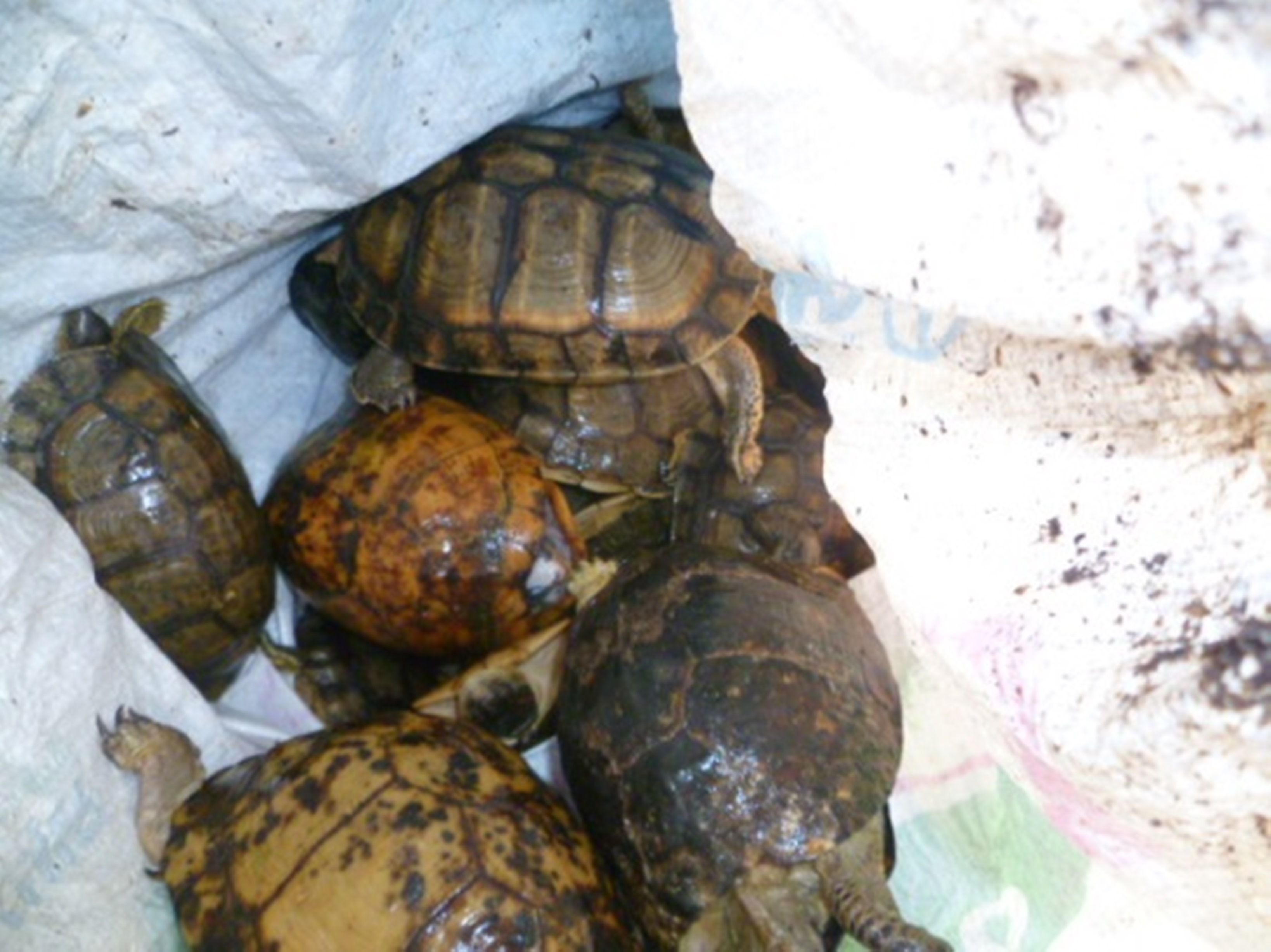 ‘Aseguradas’ 35 tortugas en Plaza Comercial de Mérida