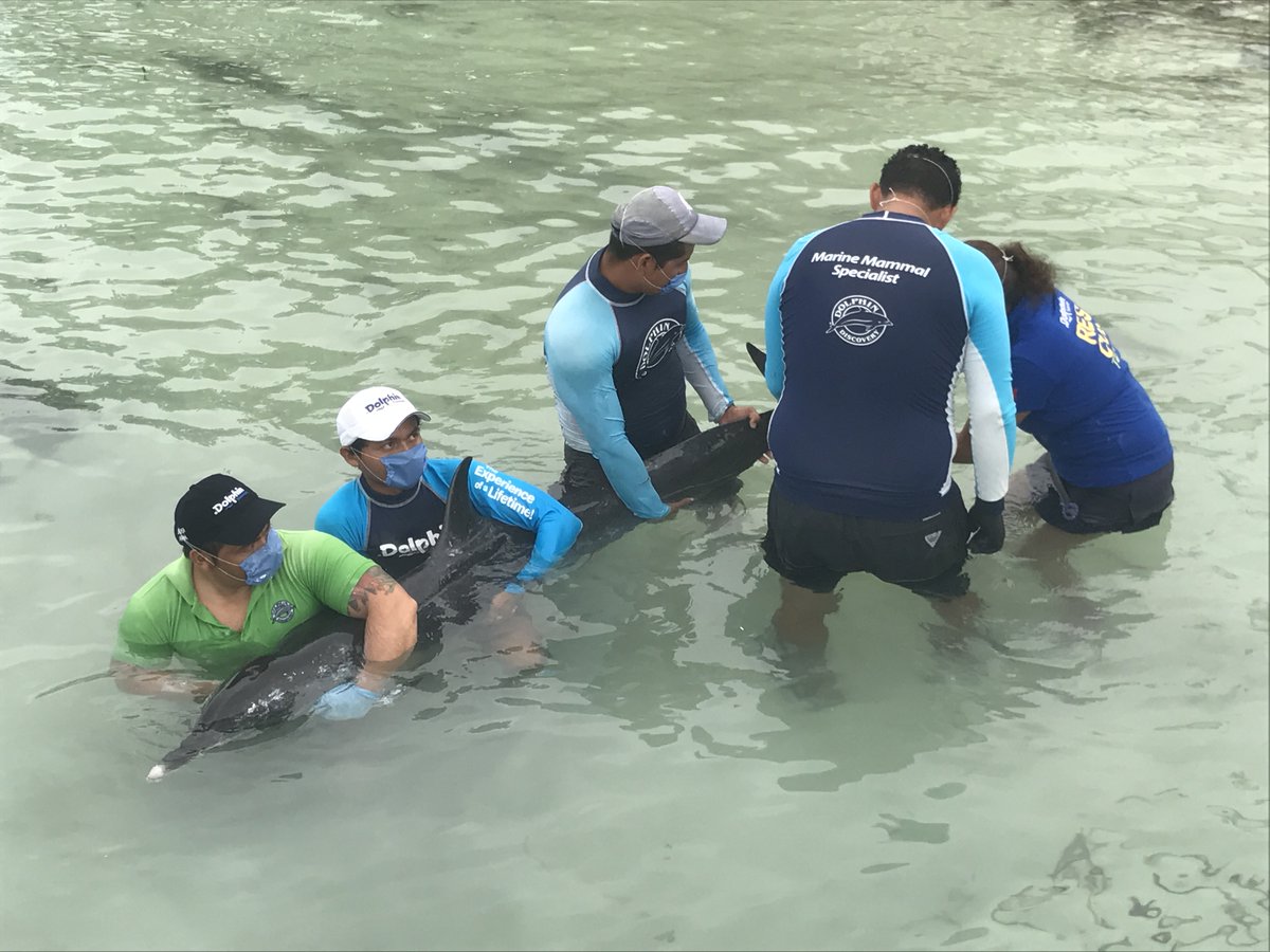 Intentan salvar en QRoo delfín que varó en playas yucatecas