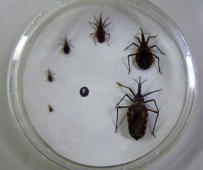 En riesgo 16 por ciento de la población por “mal de Chagas”