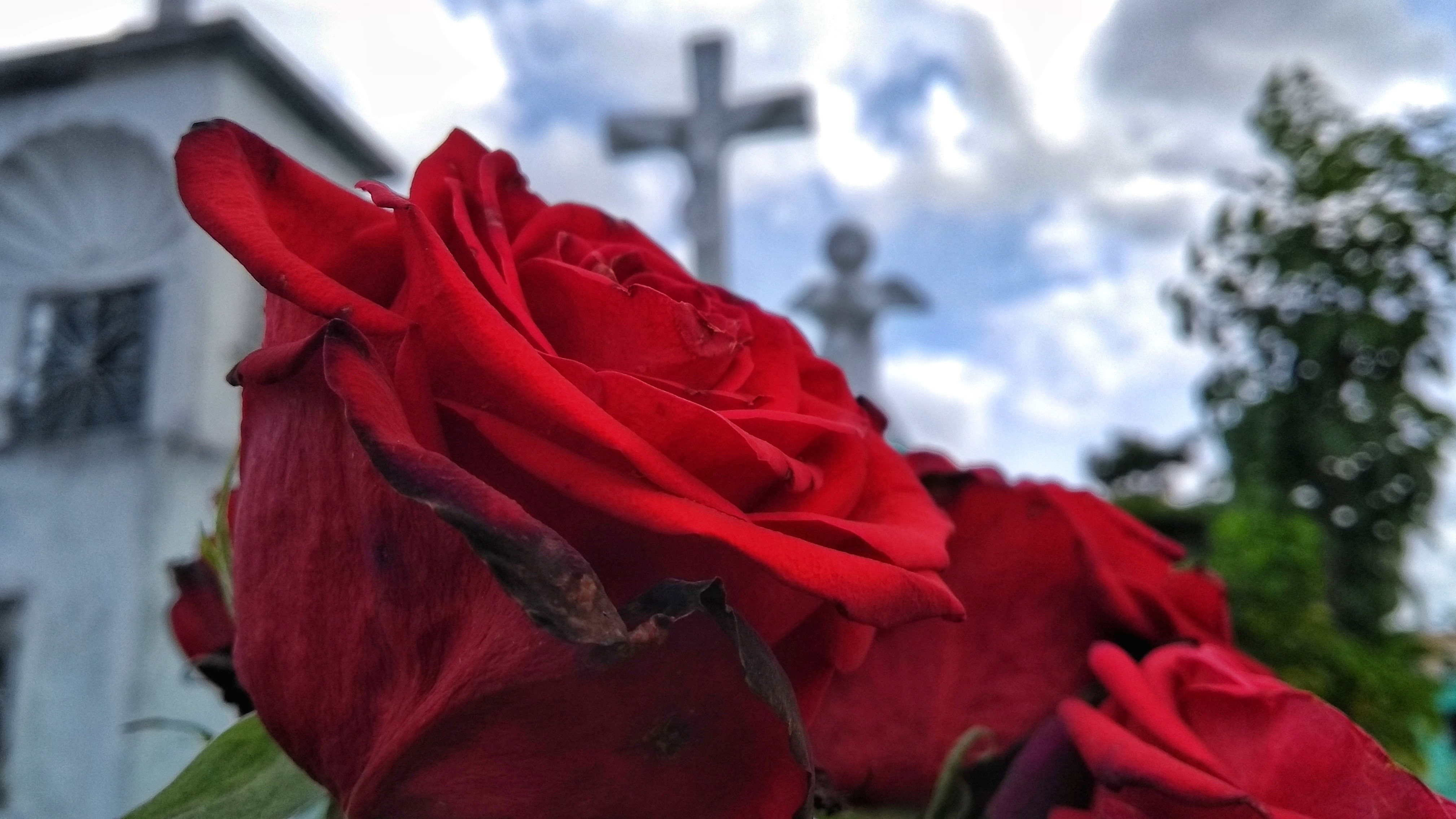 Día de Muertos: Los vivos llegan a cementerios a limpiar las tumbas (videos)