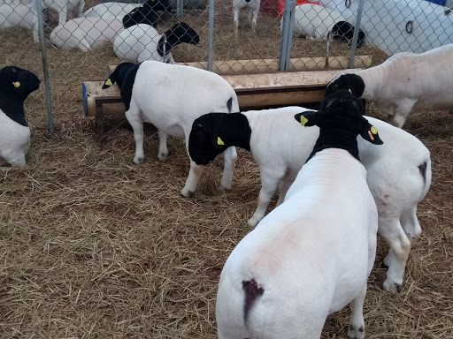 Crece en Yucatán producción de ovejas, actividad rentable