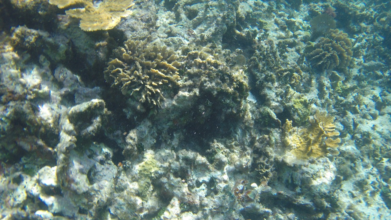 ‘Enferman’ arrecifes en Península de Yucatán