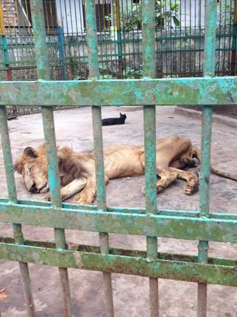 Zoológico exhibe a león desnutrido y causa indignación mundial