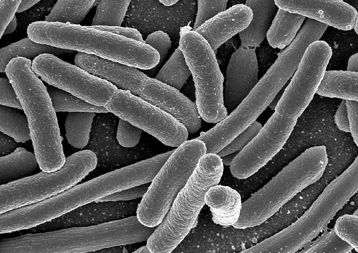 ¿Cuánto pesan los 39 billones de microbios que viven en nuestro cuerpo?