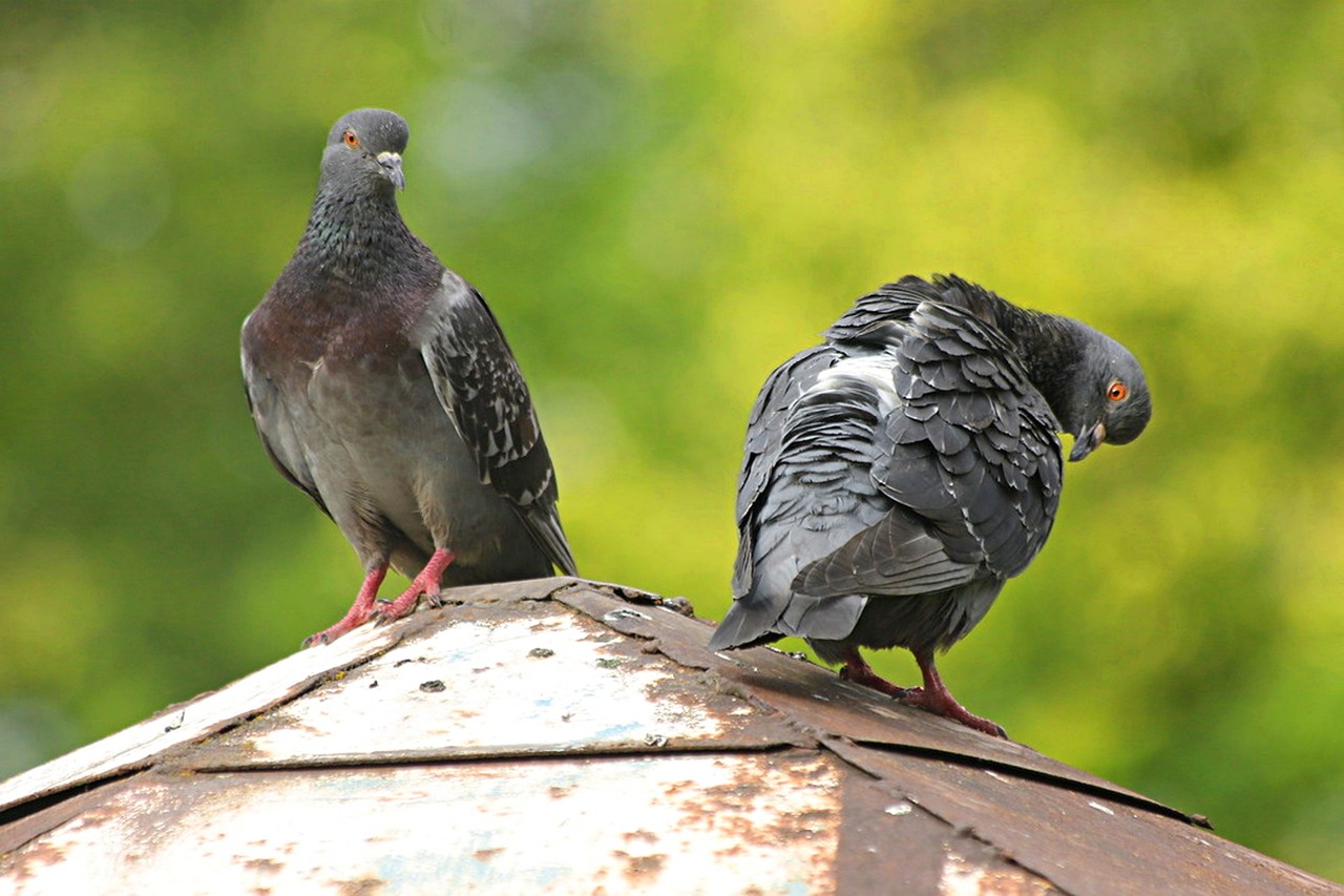 Las palomas no tienen ‘cerebro de pájaro’: estudio