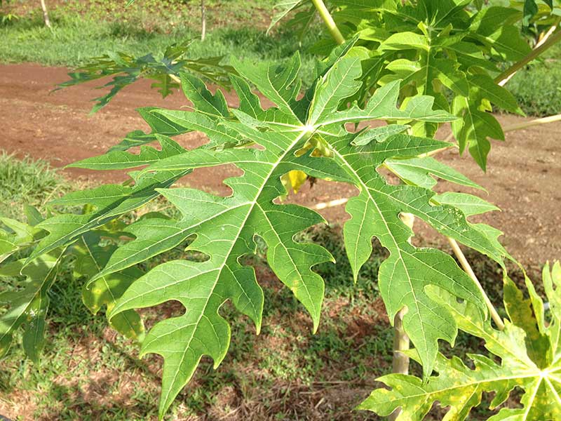 Plantacción: Hoja de Papaya