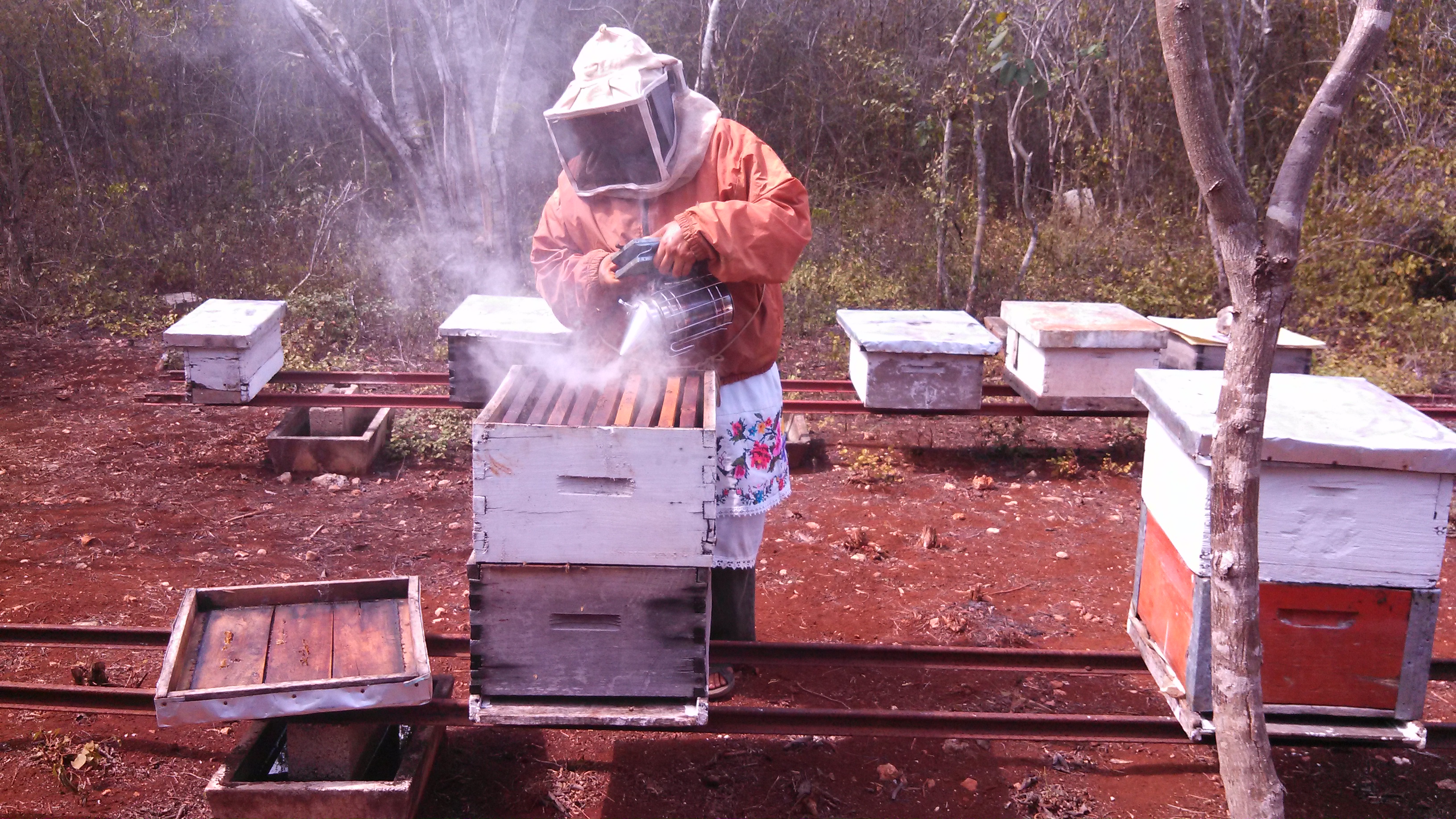 Cosecha de miel mexicana alcanzó casi 51 mil toneladas en 2017