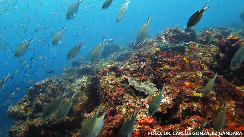 Anuncian hallazgo de nuevos arrecifes en el Golfo de México