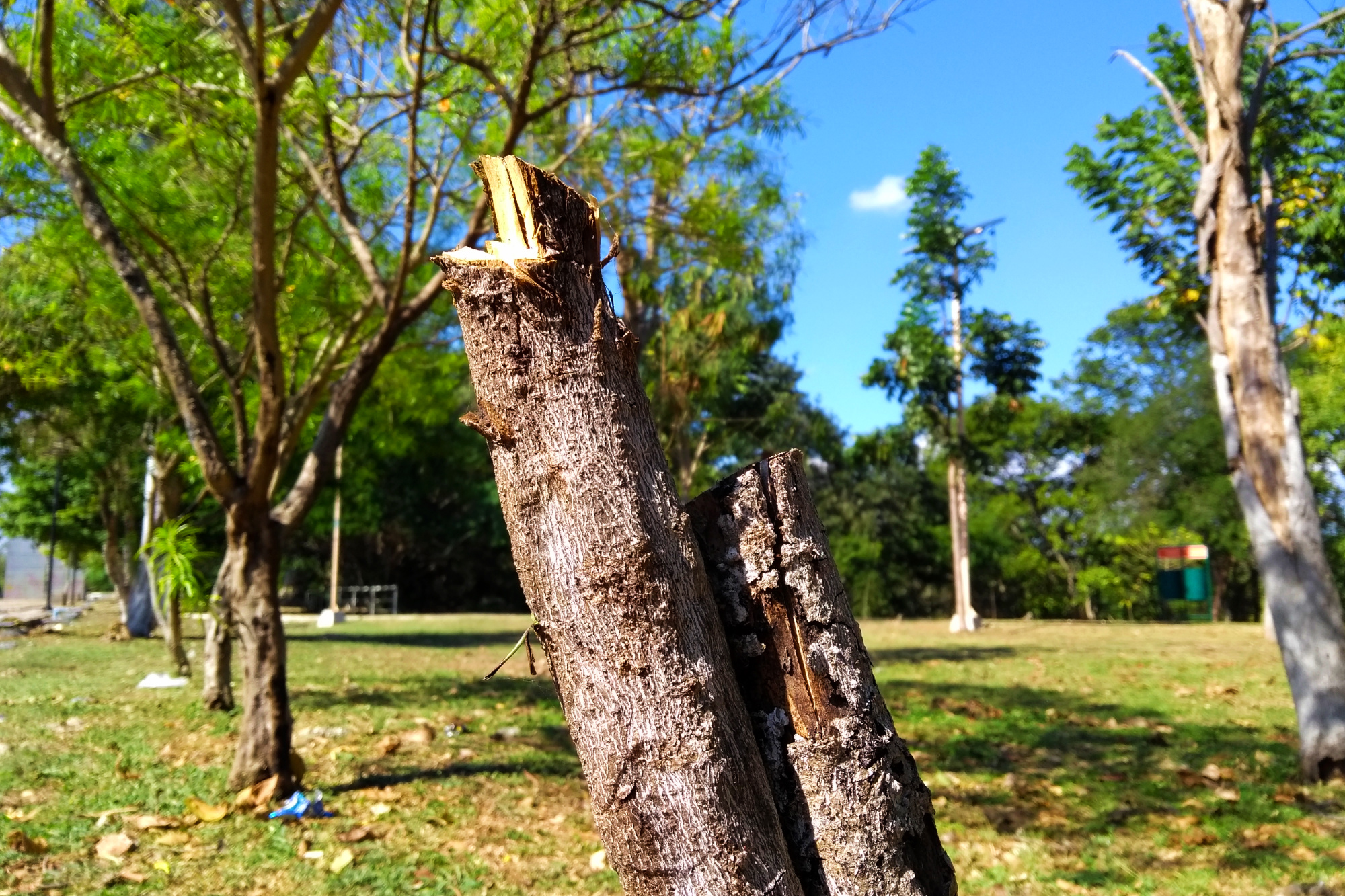 Cada 6 días 'desaparece' un árbol en Mérida, por estas razones (video) |  LectorMx