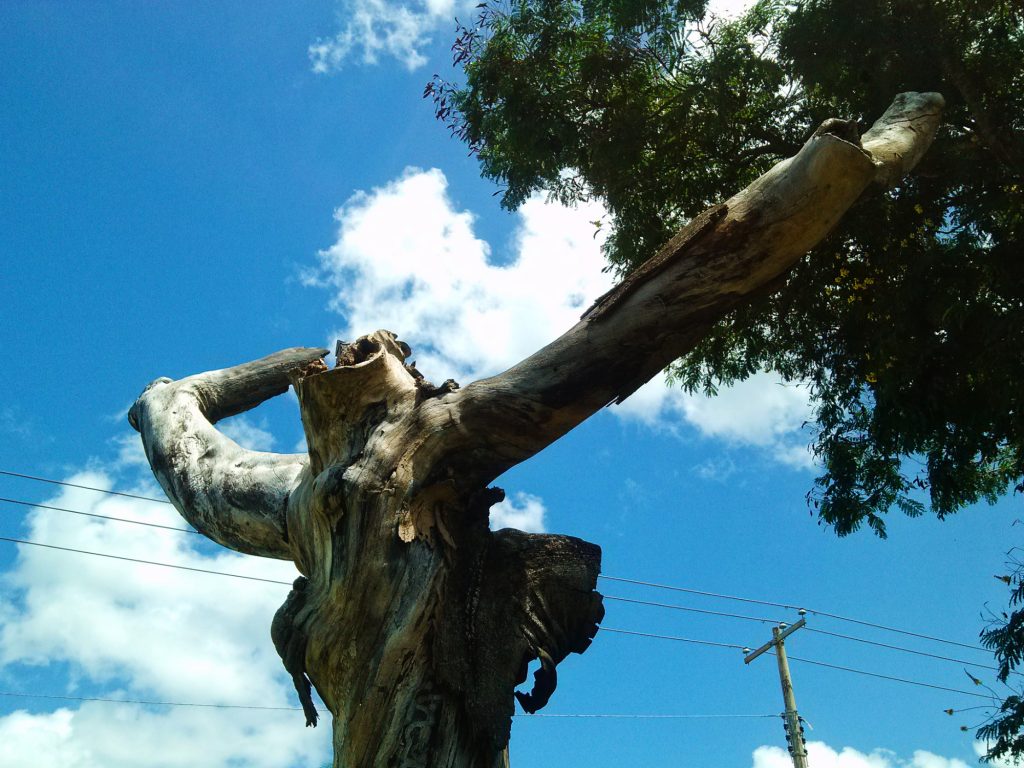 Cada 6 días 'desaparece' un árbol en Mérida, por estas razones (video) |  LectorMx