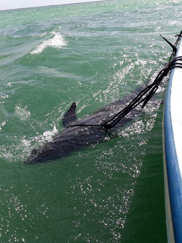 Rescatadas falsas orcas varadas en Reserva Ría Lagartos